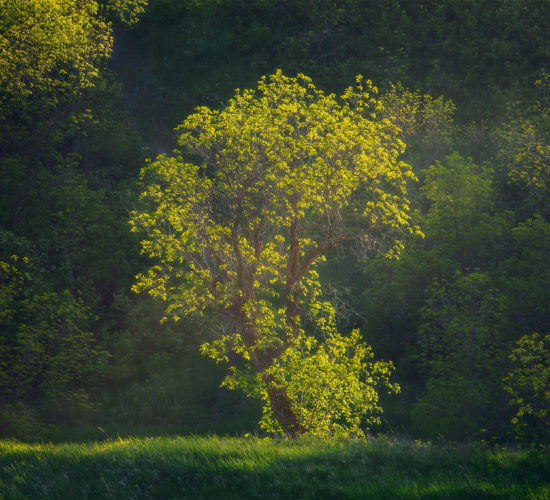 An intimate landscape photograph of a backlit tree during spring at Wascana Trails in Saskatchewan