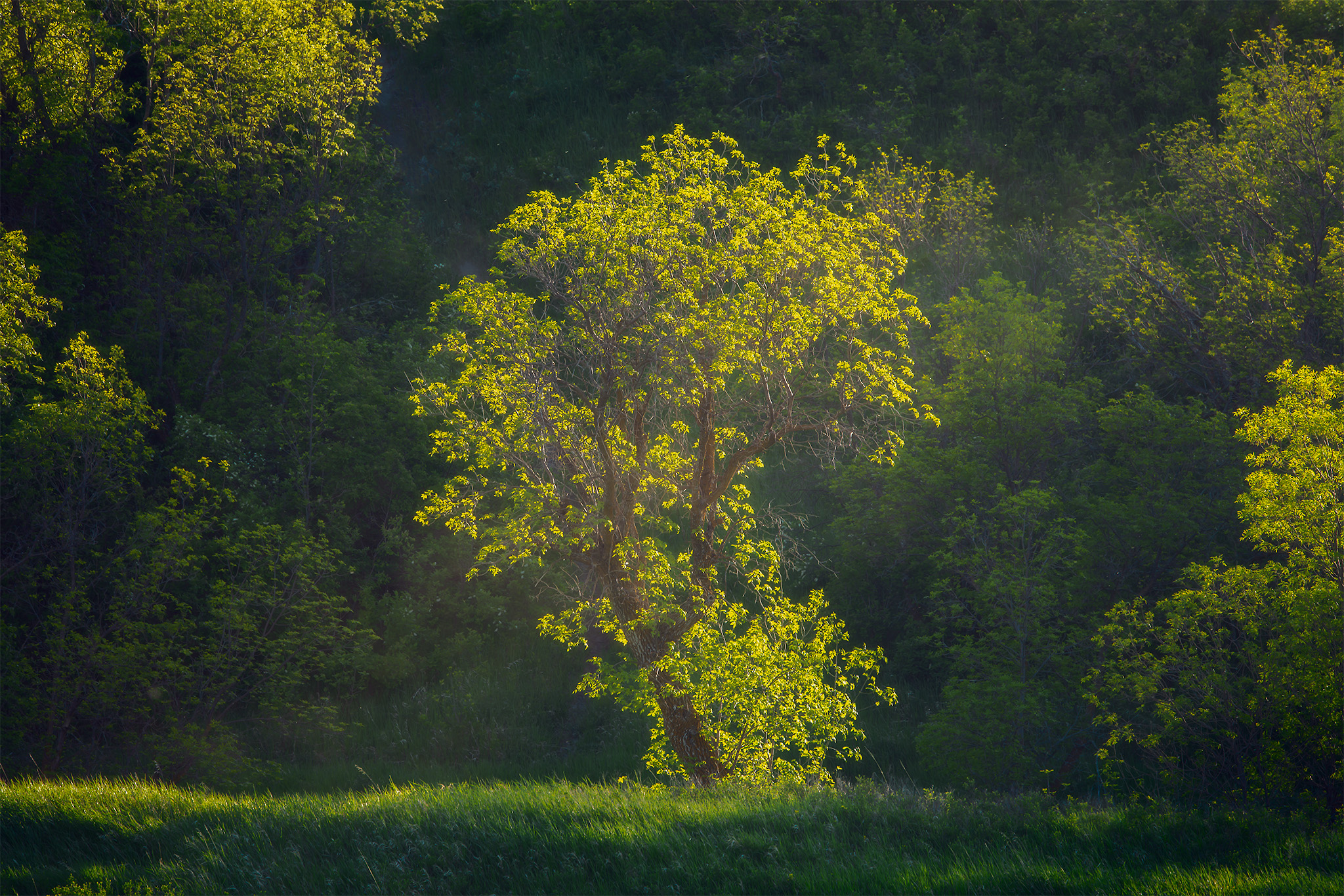 An intimate landscape photograph of a backlit tree during spring at Wascana Trails in Saskatchewan