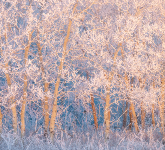 An intimate landscape photograph of frozen trees covered in hoar frost at White Butte Trails in Saskatchewan