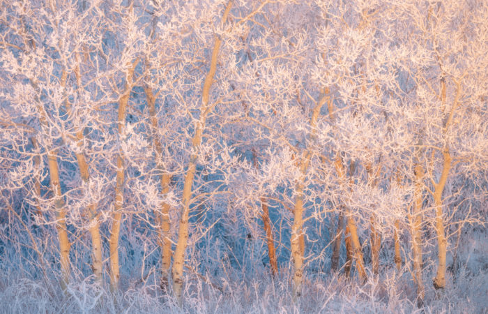 An intimate landscape photograph of frozen trees covered in hoar frost at White Butte Trails in Saskatchewan