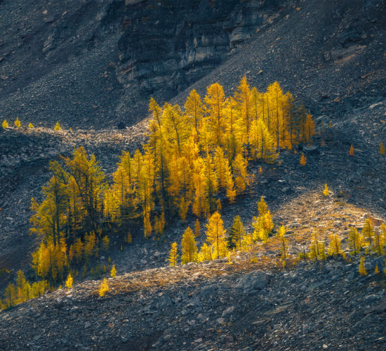 An intimate landscape photograph of illuminated golden larch trees in the fall in the Canadian Rockies