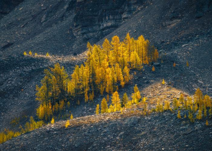 An intimate landscape photograph of illuminated golden larch trees in the fall in the Canadian Rockies