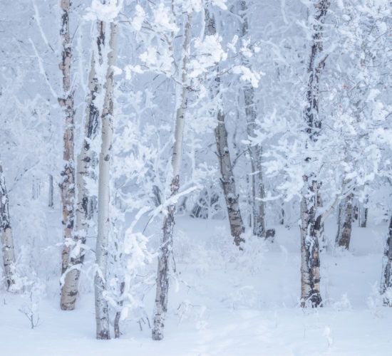 An intimate landscape of an aspen grove covered in rime ice in Saskatchewan.