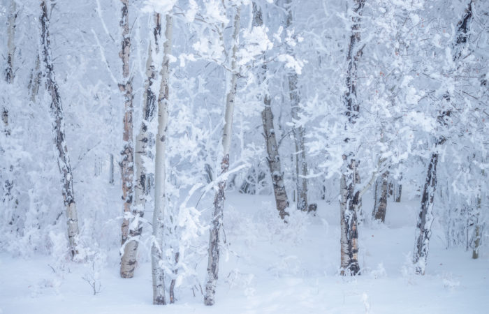 An intimate landscape of an aspen grove covered in rime ice in Saskatchewan.
