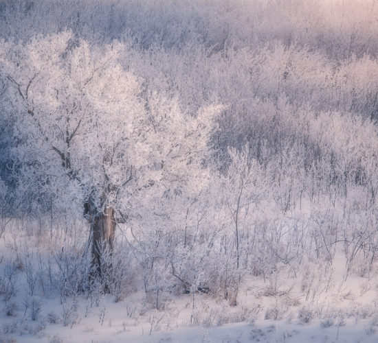 An intimate landscape of an old tree covered in rime ice at Wascana Trails, Saskatchewan