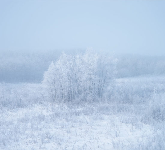 An intimate landscape photograph of White Butte Trails in Saskatchewan covered in rime ice.