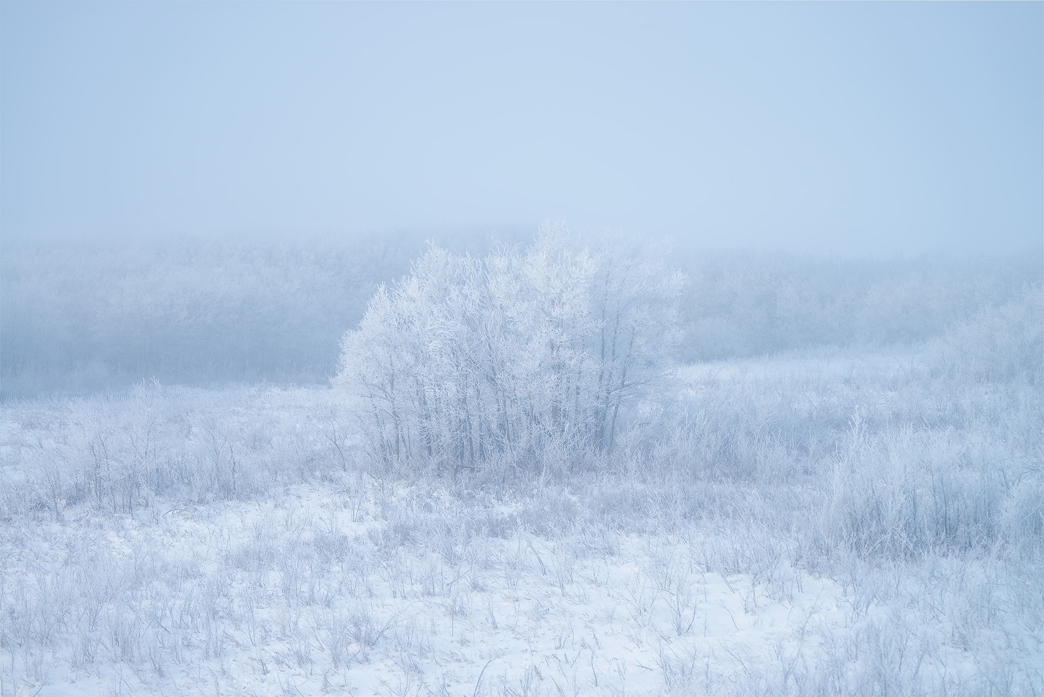 An intimate landscape photograph of White Butte Trails in Saskatchewan covered in rime ice.