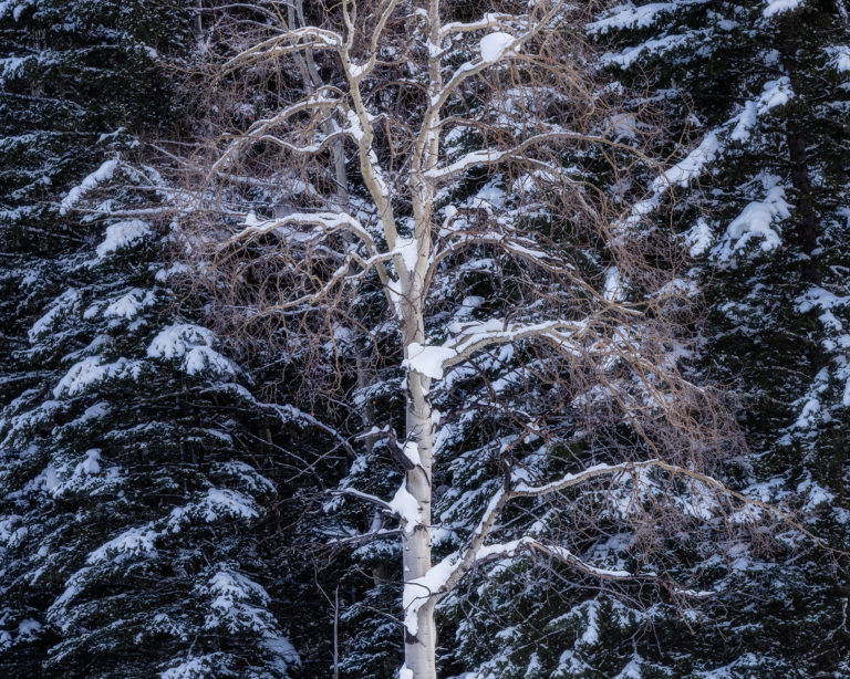 aspen tree alone in front of conifer trees in Alberta