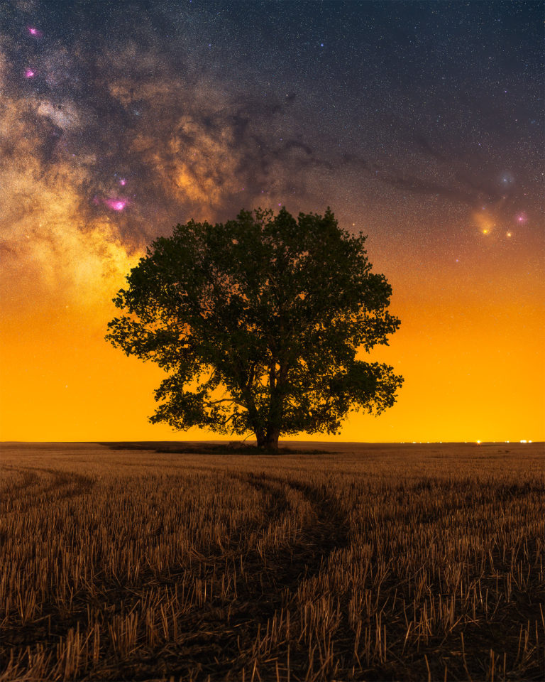 The milky way over a lone tree in Sasakatchewan