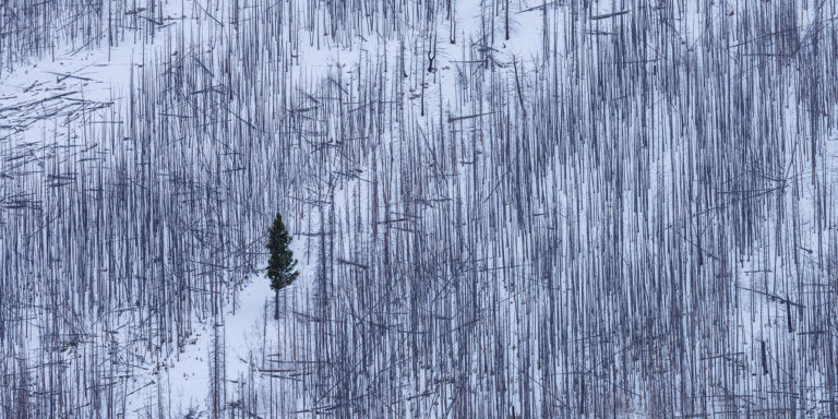 An intimate landcape photograph of burnt trees in the Canadian Rockies