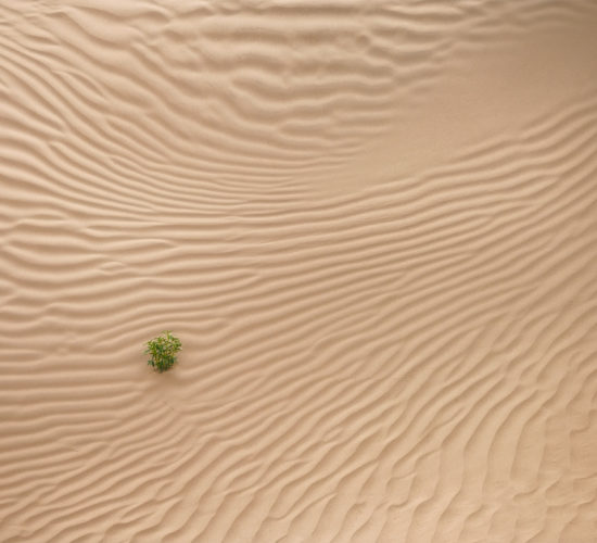 An intimate landscape photograph of a bush growing out of a sand dune at the Great Sandhills in Saskatchewan. Captured during a landscape photography workshop
