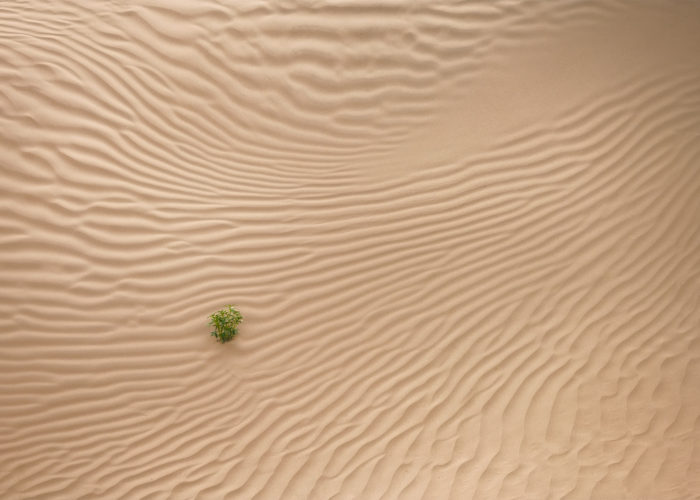 An intimate landscape photograph of a bush growing out of a sand dune at the Great Sandhills in Saskatchewan. Captured during a landscape photography workshop
