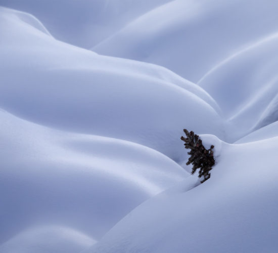 An intimate landscape photograph of a tree buried in the snow at Chester Lake