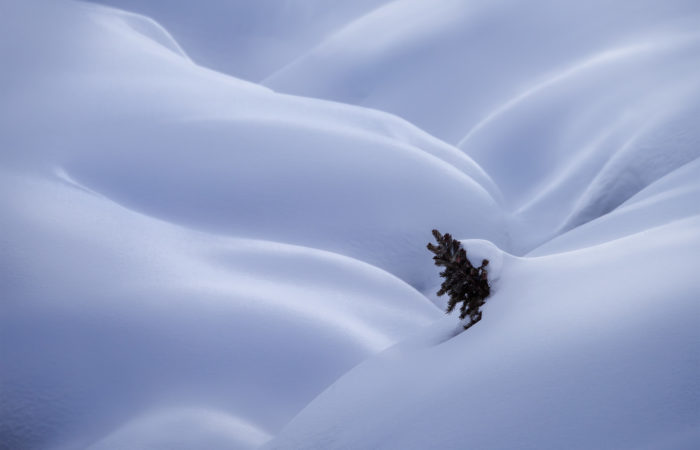 An intimate landscape photograph of a tree buried in the snow at Chester Lake