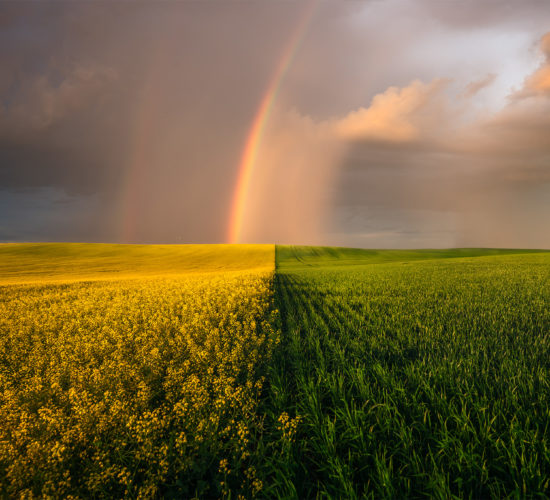 A nature photograph of a passing storm over a field of canola and wheat.