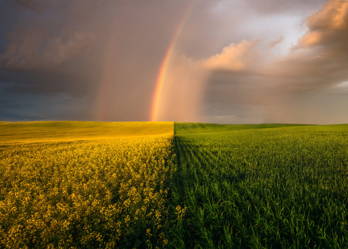 A nature photograph of a passing storm over a field of canola and wheat.