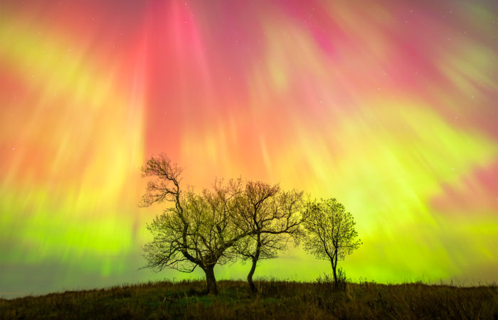 A night photograph of a geomagnetic storm over three trees in Saskatchewan. Aurora Borealis in vibrant red and greens