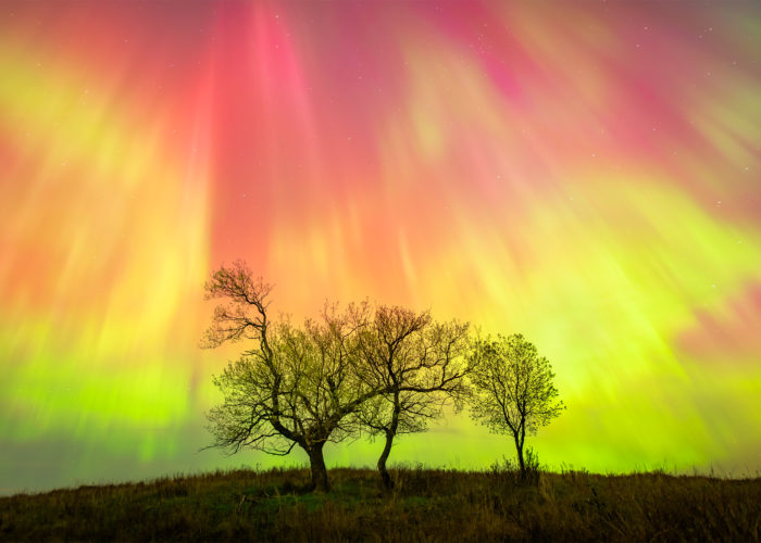 A night photograph of a geomagnetic storm over three trees in Saskatchewan. Aurora Borealis in vibrant red and greens