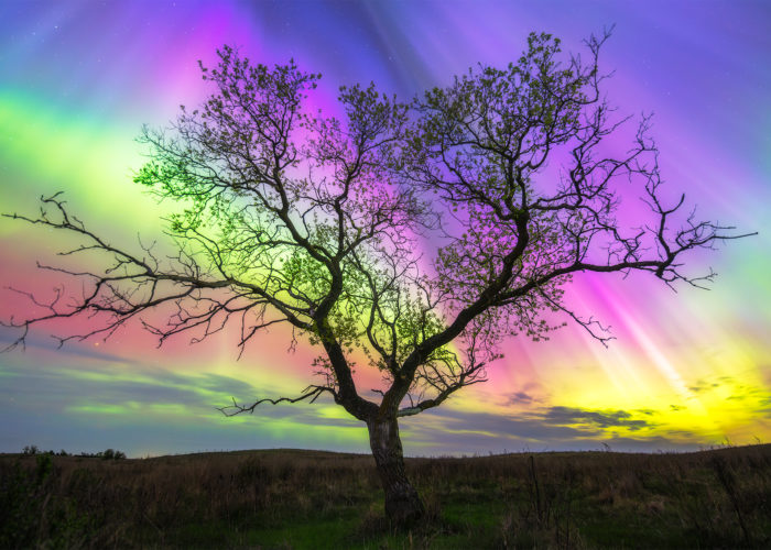Aurora Borealis behind a large tree in Saskatchewan featuring all the different colours of the northern lights: blue, green, yellow, red, and purple