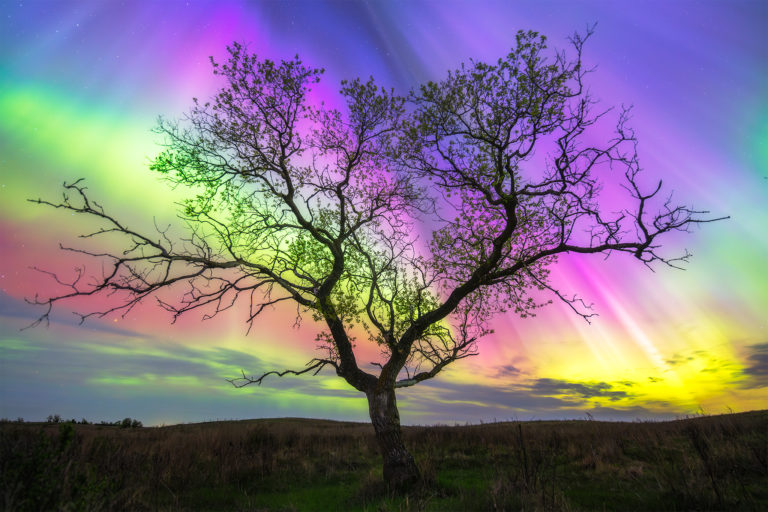 Aurora Borealis behind a large tree in Saskatchewan featuring all the different colours of the northern lights: blue, green, yellow, red, and purple