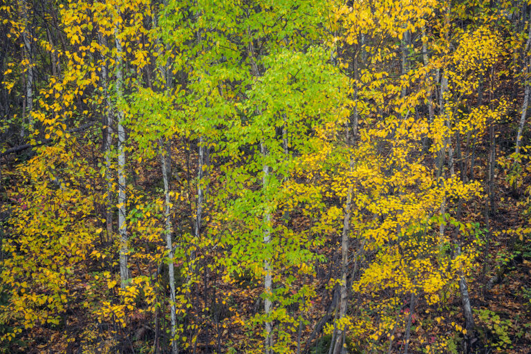 An intimate landscape photograph of aspen trees in the fall