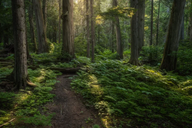 A forest photograph of the Giant Cedars Boardwalk in Revelstoke British Columbia