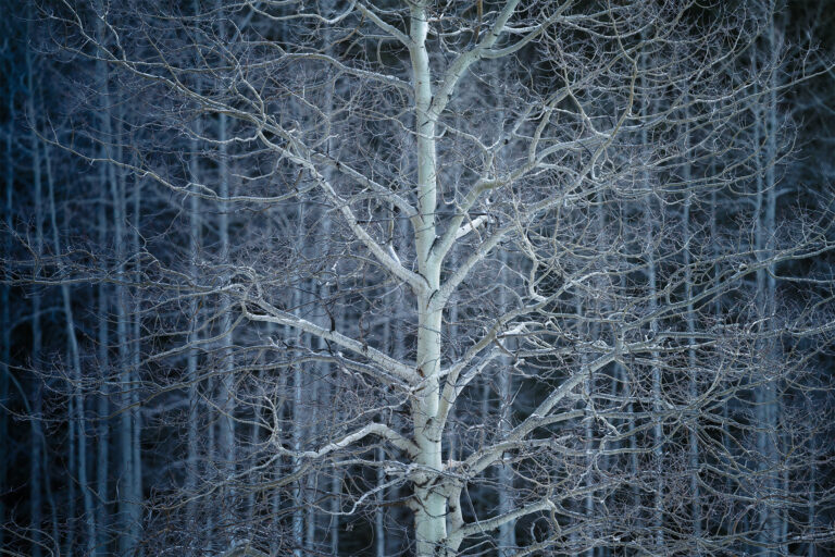 An intimate landcape photograph of an aspen tree in Kananaskis Country, Alberta