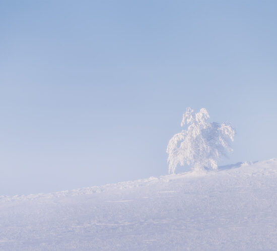 An intimate landscape photograph of a frozen tree in Saskatchewan