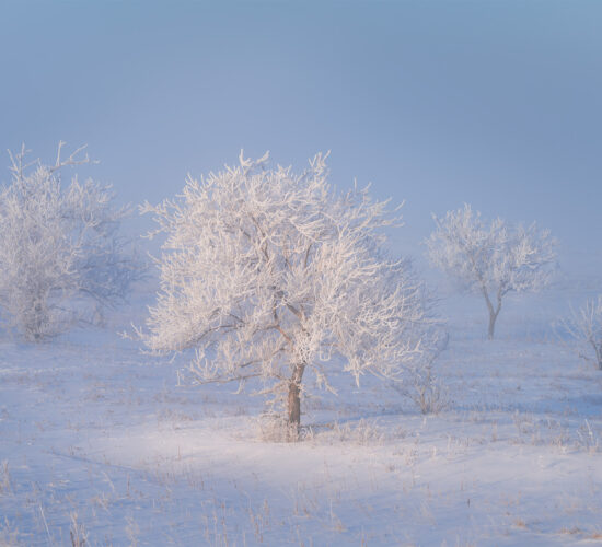 An intimate landsacpe photograph of frozen trees and light near WEyburn, Saskatchewan