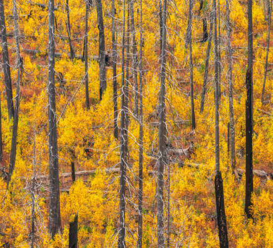 An intimate landscape photograph of fall colours in a burnt forest near Floe Lake in Kootenay National Park