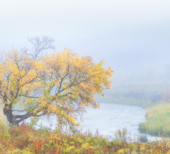 An intimate landscape image of a tree in fall colours by a quite river