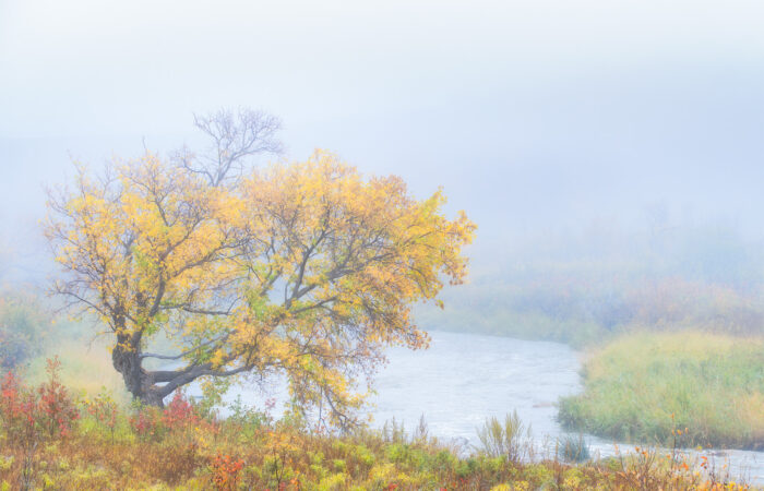 An intimate landscape image of a tree in fall colours by a quite river
