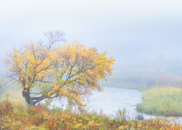 An intimate landscape image of a tree in fall colours by a quite river