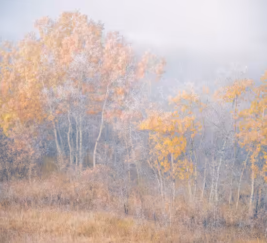 An intimate landscape photograph of fall colours in White Butte Trails, Sasakatchewan