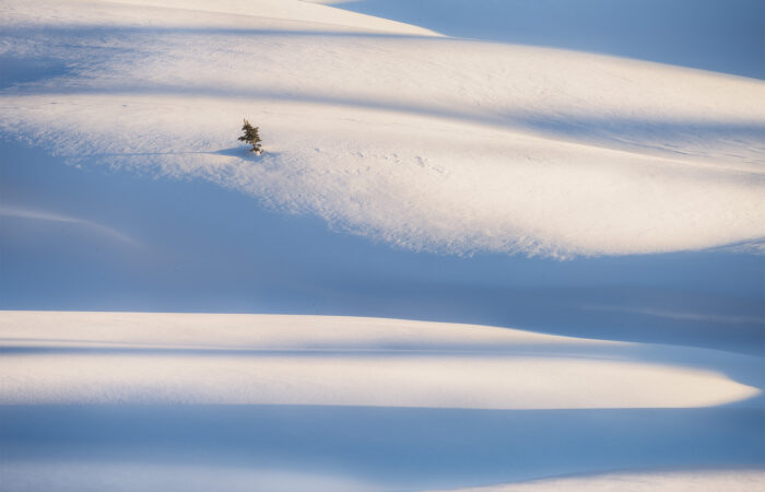 An intimate landscape photo of a tree buried in snow near Chester Lake in the Canadian Rockies