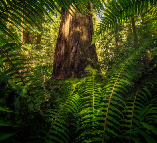 A landscape photograph from Humboldt Redwoods State Park of Rockefeller Grove