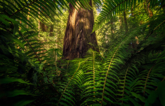 A landscape photograph from Humboldt Redwoods State Park of Rockefeller Grove