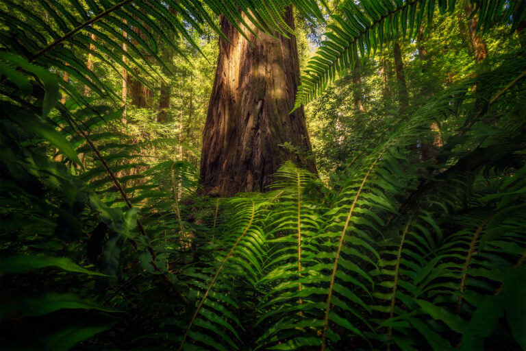 A landscape photograph from Humboldt Redwoods State Park of Rockefeller Grove