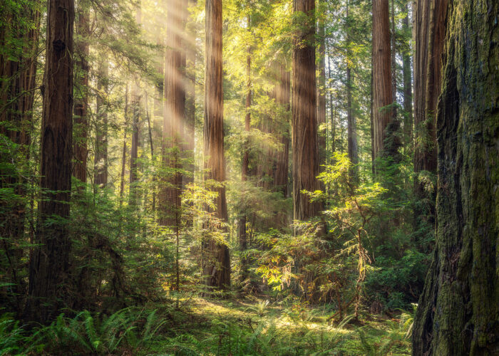 A landscape photograph of light rays invading the Redwoods in Humboldt Redwoods State Park